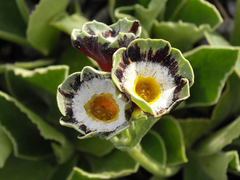 Primula x pubescens 'Karen Cordrey' photo